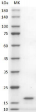 Human GDNF Protein