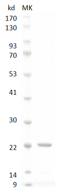 Human FGF-10 Protein, His tag