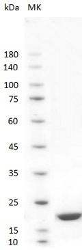 Human IFN-α2a Protein