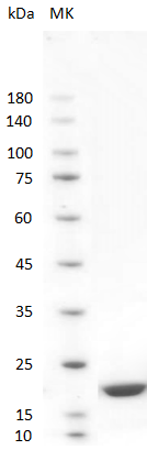 Human IFN-α2a Protein