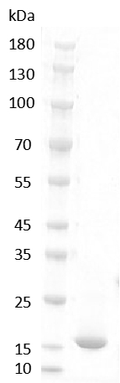 Rat FGF-1 Protein