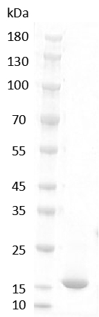 Rat FGF-1 Protein