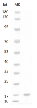 Mouse IL-17A Protein