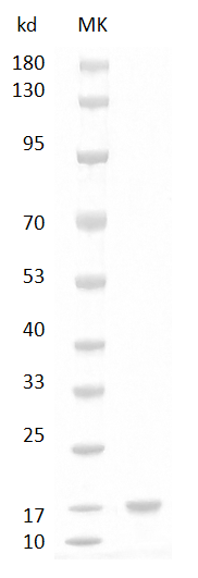 Mouse IL-17A Protein