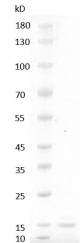 Mouse FGF-4 Protein