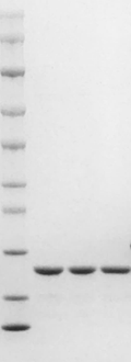 Mouse G-CSF protein