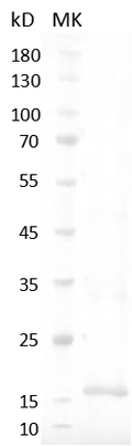 Human IL-4ÿ Protein