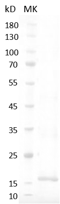 Human IL-4ÿ Protein