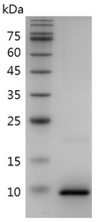Human CCL3 Protein, His tag (Animal-Free)