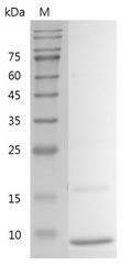 Human IGF-I Protein, His tag (Animal-Free)