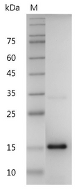Human IL-20 Protein, His tag (Animal-Free)