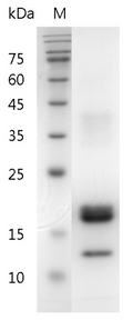 Human M-CSF Protein, His tag (Animal-Free)