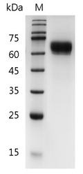 Human IL-12 p70 Protein, His tag (Animal-Free)