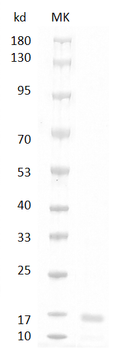 Human/Mouse/Rat GDF11 Protein, His tag