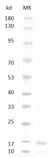 Human/Mouse/Rat GDF11 Protein, His tag