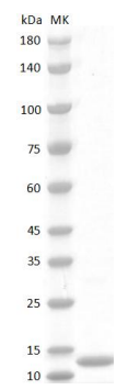 Human MIF Protein