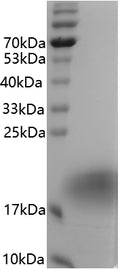 Human IL-4 protein