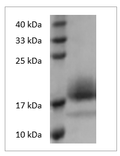 Mouse IL-4 protein, His tag (Animal-Free)