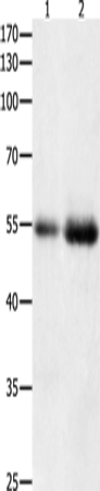 HDAC1 Polyclonal Antibody – Figure 1 of 2