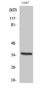 Phospho-IkB alpha (Ser32/S36) Polyclonal Antibody – Figure 1 of 4