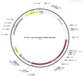 Plasmid map of PT-4723 rAAV-CAG-5HT3.0-WPRE-hGH polyA, 7262 bp, showing the CAG promoter, the GRAB 5HT3.0 serotonin sensor, WPREs and hGH poly(A) between AAV2 ITRs - BHV12401892