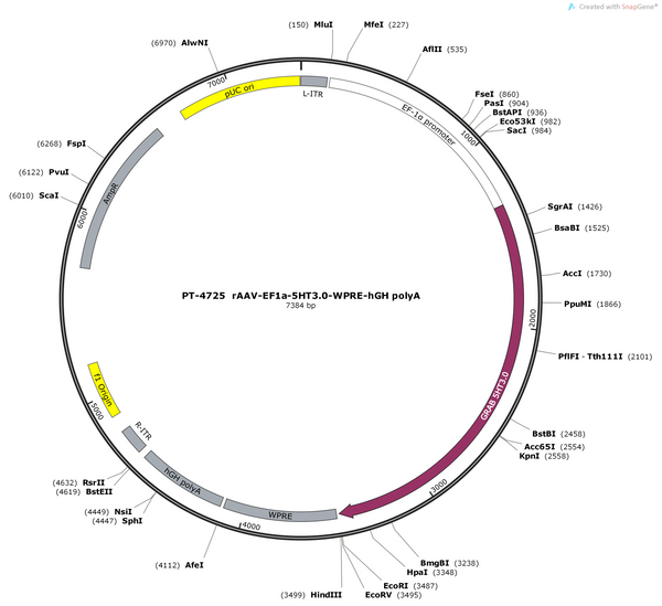 Plasmid map of PT-4725 rAAV-EF1a-5HT3.0-WPRE-hGH polyA, 7384 bp, showing the EF-1a promoter, the GRAB 5HT3.0 serotonin sensor, WPRE and hGH poly(A) between AAV2 ITRs - BHV12401893