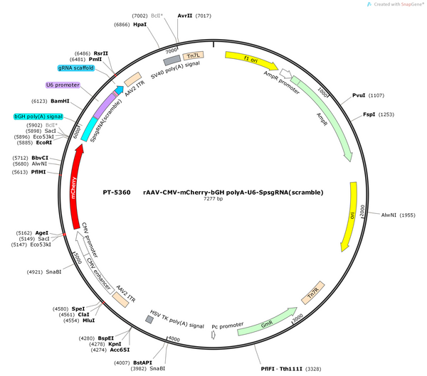 Plasmid map of PT-5360 rAAV-CMV-mCherry-bGH polyA-U6-SpsgRNA(scramble) - BHV12401223