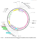 Plasmid map of PT-5671 rAAV-SM22a-NLS-hSaCas9-NLS-3XHA-bGH polyA-U6-SasgRNA(scramble)-U6-SasgRNA(scramble), 7684 bp, showing the SM22a promoter, SaCas9 flanked by NLS sequences, a 3xHA tag, bGH poly(A), and two U6-driven scramble sgRNA cassettes - BHV12401221