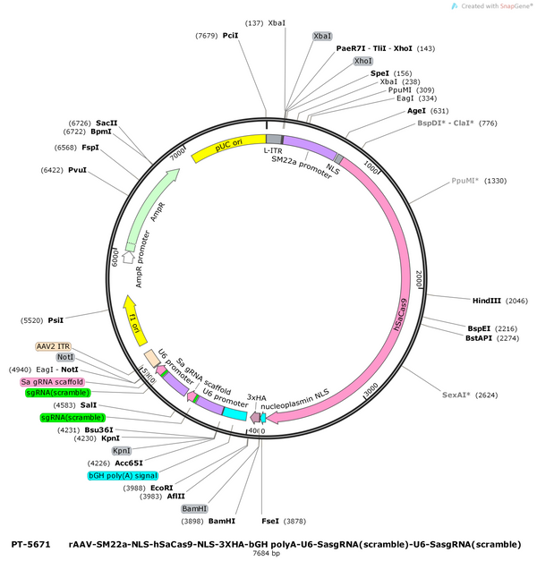Plasmid map of PT-5671 rAAV-SM22a-NLS-hSaCas9-NLS-3XHA-bGH polyA-U6-SasgRNA(scramble)-U6-SasgRNA(scramble), 7684 bp, showing the SM22a promoter, SaCas9 flanked by NLS sequences, a 3xHA tag, bGH poly(A), and two U6-driven scramble sgRNA cassettes - BHV12401221