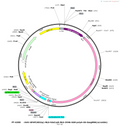 Plasmid map of PT-6308 rAAV-GFAP(681bp)-NLS-hSaCas9-NLS-3XHA-bGH polyA-U6-SasgRNA(scramble), 7527 bp, showing the GFAP(681bp) promoter, SaCas9 flanked by NLS sequences, a 3xHA tag, bGH poly(A), and a U6-driven scramble sgRNA with Sa gRNA scaffold - BHV12401219