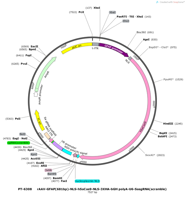 Plasmid map of PT-6308 rAAV-GFAP(681bp)-NLS-hSaCas9-NLS-3XHA-bGH polyA-U6-SasgRNA(scramble), 7527 bp, showing the GFAP(681bp) promoter, SaCas9 flanked by NLS sequences, a 3xHA tag, bGH poly(A), and a U6-driven scramble sgRNA with Sa gRNA scaffold - BHV12401219