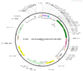 Plasmid map of PT-6429 rAAV-U6-spsgRNA(empty)-SFFV-iCre-WPREs - BHV12401225