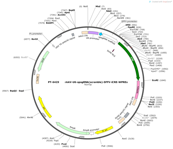 Plasmid map of PT-6429 rAAV-U6-spsgRNA(empty)-SFFV-iCre-WPREs - BHV12401225