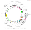 Plasmid map of PT-7674 rAAV-CAG-EGFP-5'miR-30a-shRNA(scramble)-3'miR-30a-WPRE-3Xmir122a-hGH polyA, 9421 bp, showing the CAG promoter, EGFP, a miR-30a-embedded scramble shRNA cassette, WPRE, three miR-122a target sites and hGH poly(A) between AAV2 ITRs - BHV12401205