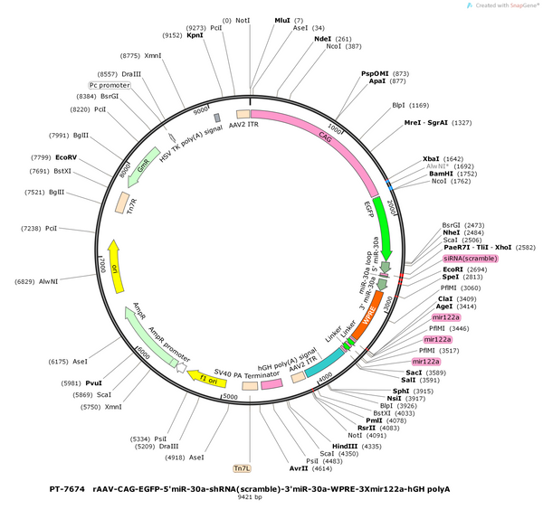Plasmid map of PT-7674 rAAV-CAG-EGFP-5'miR-30a-shRNA(scramble)-3'miR-30a-WPRE-3Xmir122a-hGH polyA, 9421 bp, showing the CAG promoter, EGFP, a miR-30a-embedded scramble shRNA cassette, WPRE, three miR-122a target sites and hGH poly(A) between AAV2 ITRs - BHV12401205