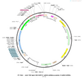 Plasmid map of PT-7842 rAAV-TRE tight-CRE-EGFP-5'miR-30a-shRNA(scramble)-3'miR-30a-WPREs, 8144 bp, showing seven tet operator repeats driving Cre and EGFP, a miR-30a-embedded scramble shRNA cassette and WPREs between AAV2 ITRs - BHV12401209