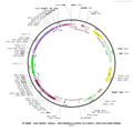 Plasmid map of PT-8080 rAAV-GAD67(Rattus)-DIO-PSAM(Leu141Phe Tyr115Phe)-5HT3-P2A-EGFP-WPREs, 9403 bp, showing the reverse-orientation rat GAD67 promoter, two pairs of lox2272/loxP DIO sites, the PSAM(L141F,Y115F)-5HT3 chemogenetic receptor, a P2A linker, EGFP, WPREs and SV40 poly(A) between AAV2 ITRs - BHV12401636