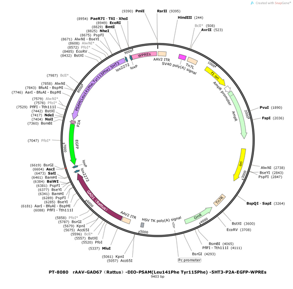 Plasmid map of PT-8080 rAAV-GAD67(Rattus)-DIO-PSAM(Leu141Phe Tyr115Phe)-5HT3-P2A-EGFP-WPREs, 9403 bp, showing the reverse-orientation rat GAD67 promoter, two pairs of lox2272/loxP DIO sites, the PSAM(L141F,Y115F)-5HT3 chemogenetic receptor, a P2A linker, EGFP, WPREs and SV40 poly(A) between AAV2 ITRs - BHV12401636