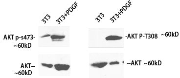 Phospho-Pan-Akt (Ser473) Polyclonal Antibody – Figure 1 of 4