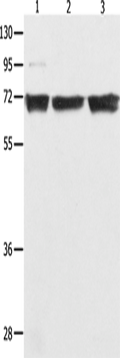 NFκB-p65 Polyclonal Antibody – Figure 1 of 2