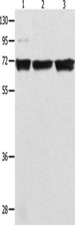 NFκB-p65 Polyclonal Antibody – Figure 1 of 2