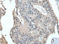 UFM1 Polyclonal Antibody – Figure 1 of 2