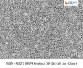 NUDT1 CRISPR Knockout CHP-134 Cell Line - Clone 4 | Applied Biological Materials (abm)