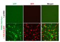 PXRE Reporter Lentivirus – Figure 1