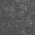 Panc02 cell