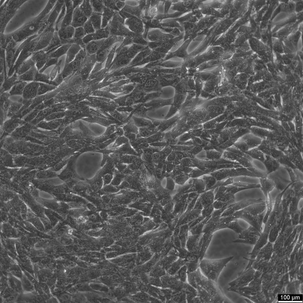 Panc02 cell