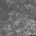 Panc-1 cell