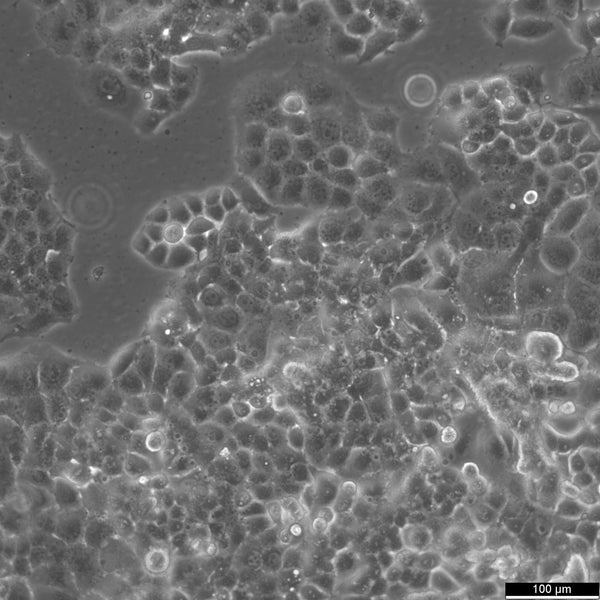 Panc-1 cell