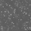 Panc 10.05 cell