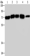 AGFG1 Polyclonal Antibody – Figure 1 of 4